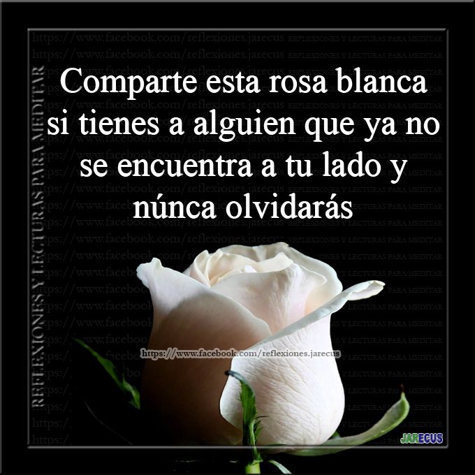 rosas para compartir de luto