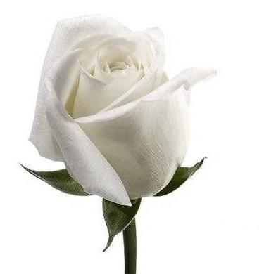 rosas blancas-de-luto