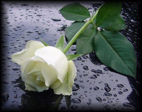 rosas blancas de luto