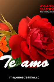 rosas para los enamorados 3