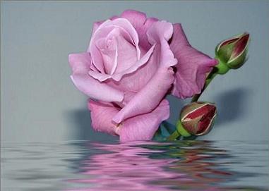 rosas para los enamorados 5