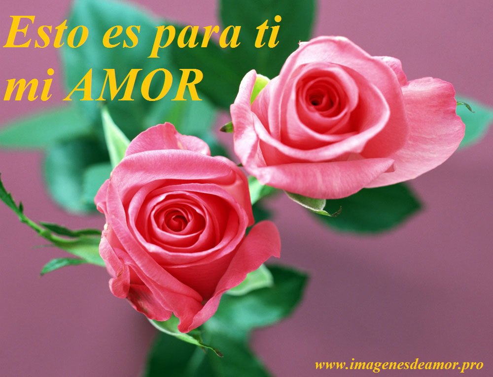 rosas para los enamorados 8