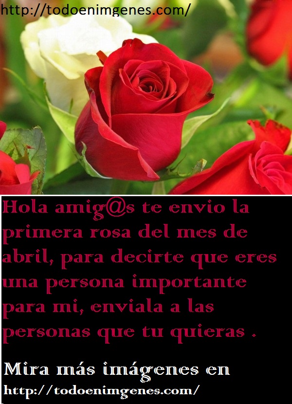 ▷ Imágenes te envío la primera rosa del mes de abril
