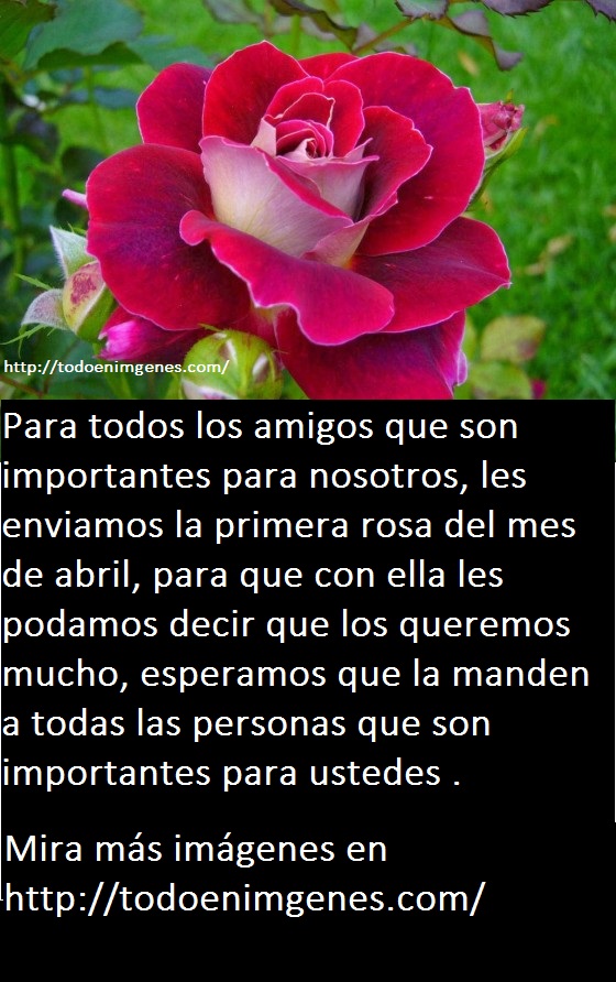 buscar-imagenes-de-rosas-4