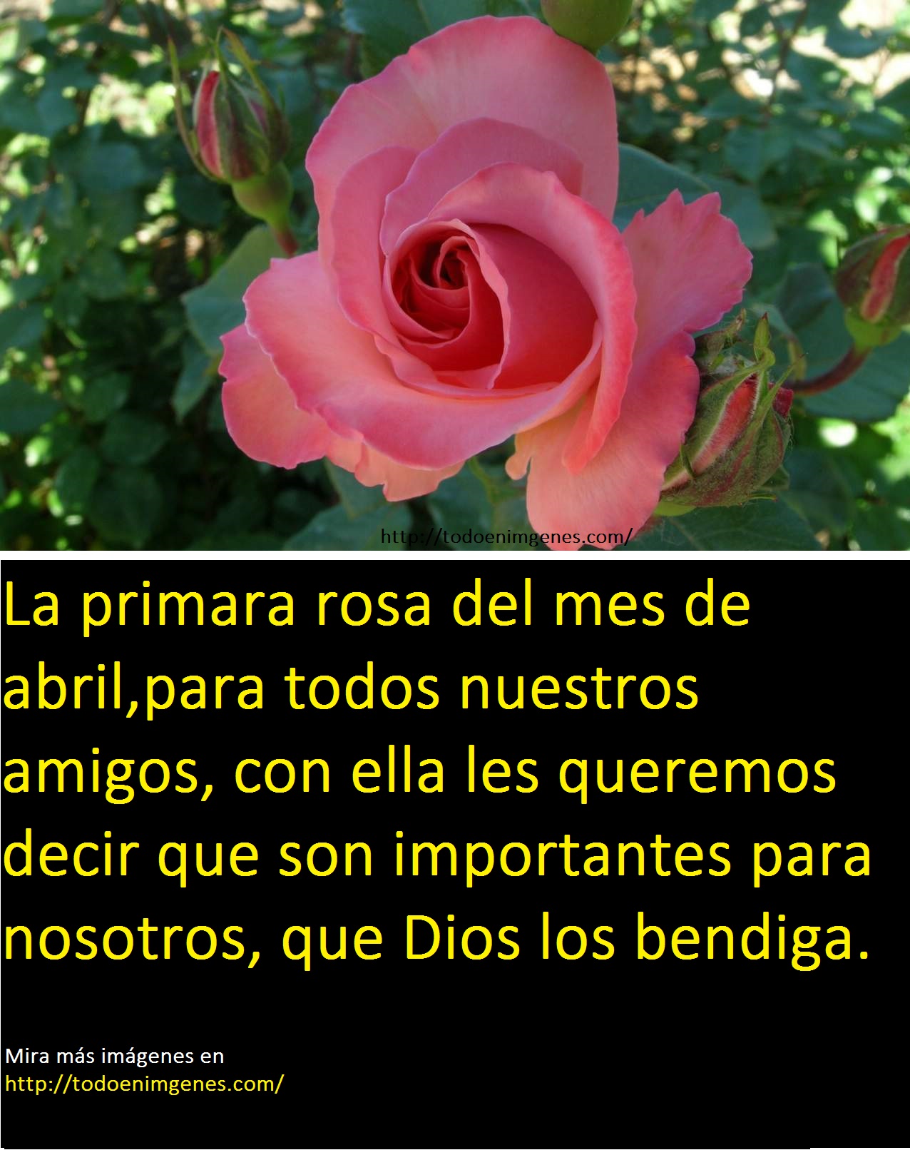▷ Imágenes te envío la primera rosa del mes de abril