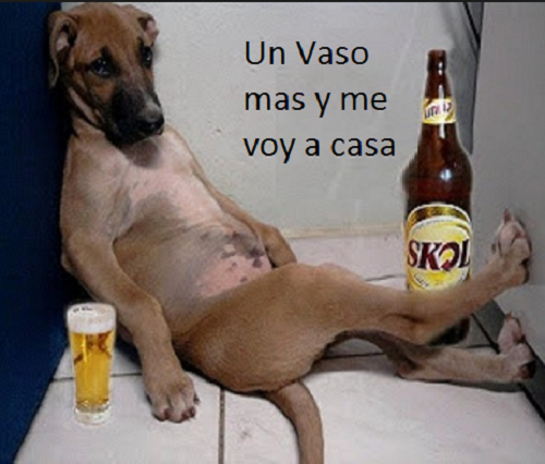 ▷ Memes chistosos de animales borrachos
