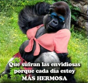 ▷ Memes chistosos para las envidiosos