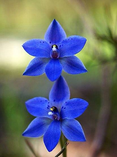 Orquídeas azules en imágenes lindas