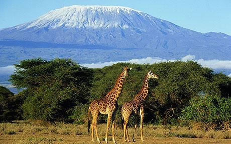 Kilimanjaro