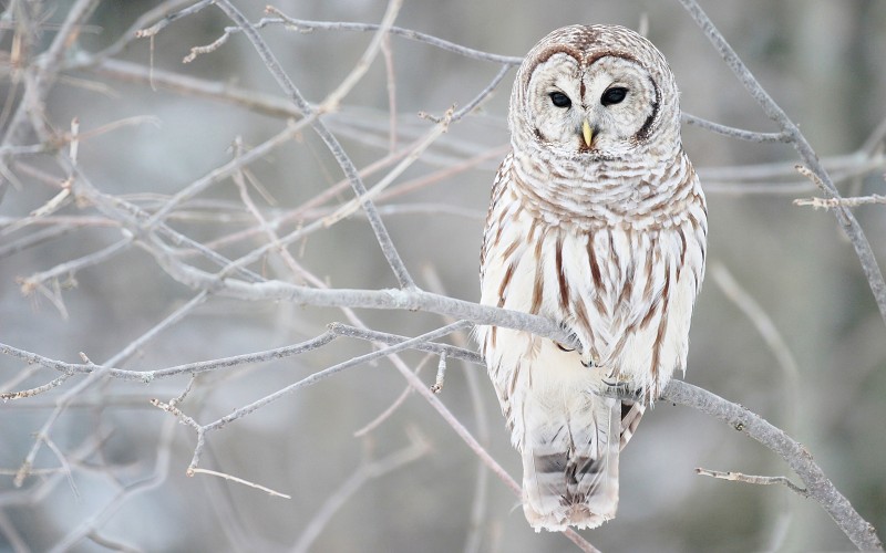 white-owl-on-a-branch-images-162619