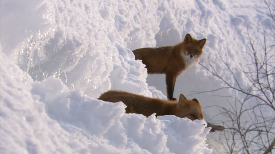 260037589-zorro-rojo-kamchatka-paisaje-de-nieve-reposar-animal