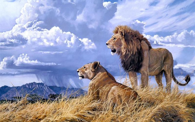 animals-cats-lion-painting-art-landscape-nature-wildlife-africa-grass-predator-couple-love-sky-clouds-rain-weather-photos-wallpaper-71489