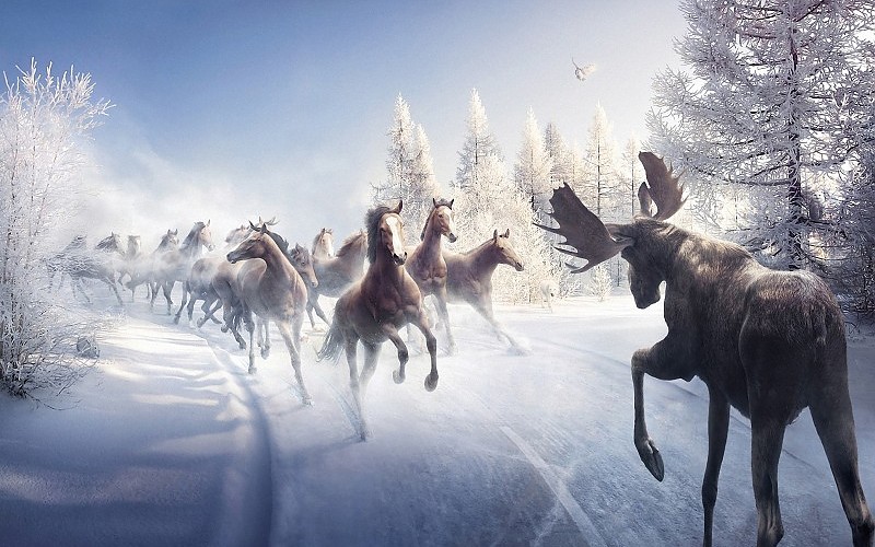 battle-animals-art-paintings-nature-landscapes-winter-snow-trees-horses-moose-images-217713