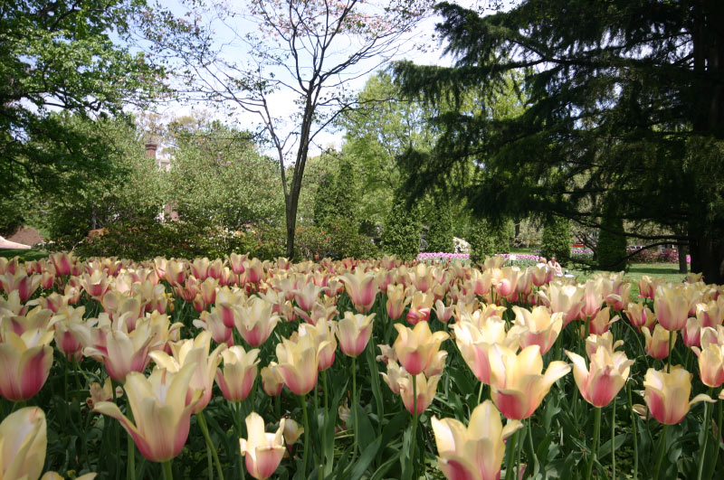 20070504-sherwood-gardens-0020-800