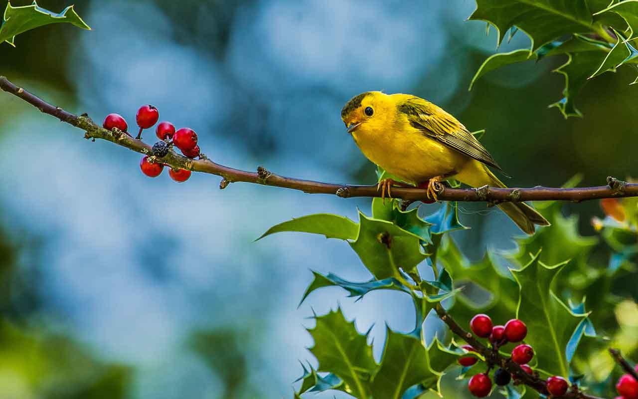 vida-silvestre-aves-pajaros-naturaleza-wallpapers-4