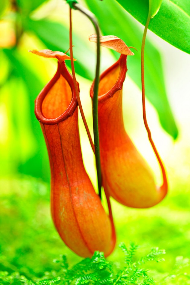 plantas exóticas del mundo para que las puedas conocer