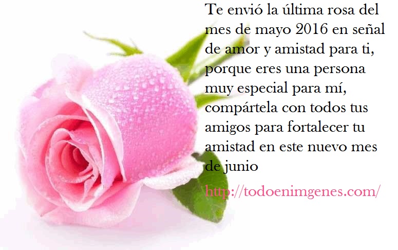 ▷ Te envio la ultima rosa del mes de mayo