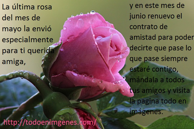 rosas-hermosas-2